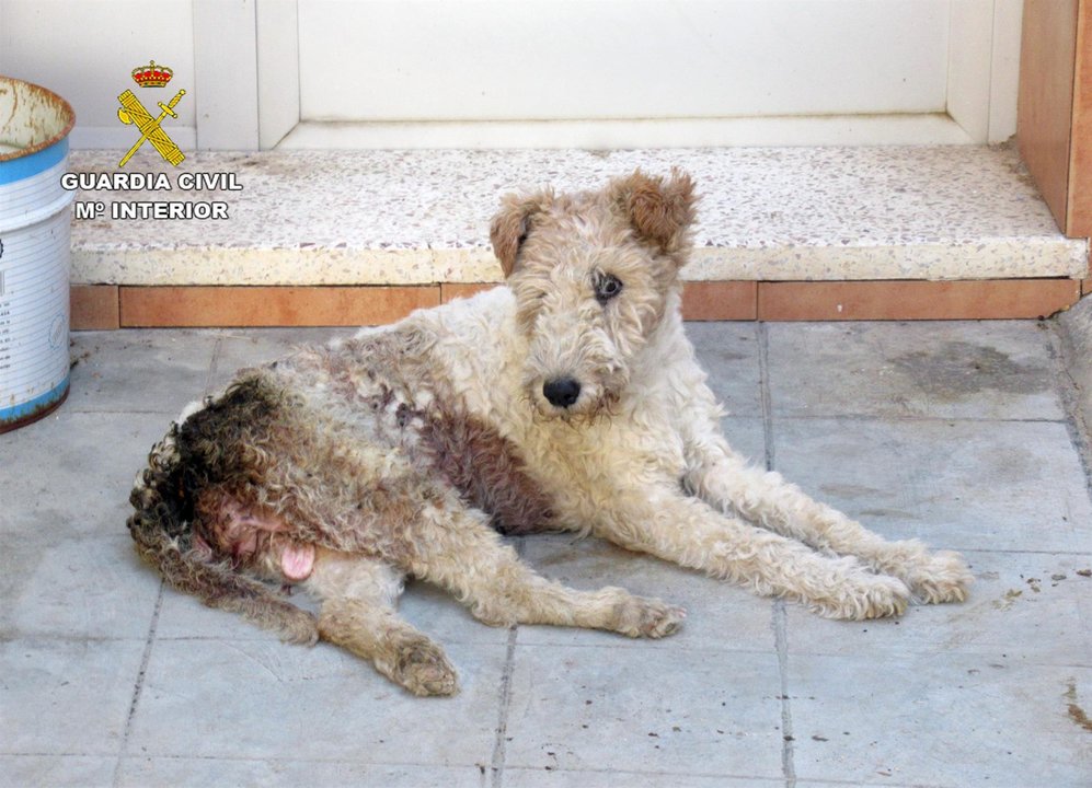 La Guardia Civil investiga en Murcia al dueño de una perra por maltrato animal | FOTO: GUARDIA CIVIL