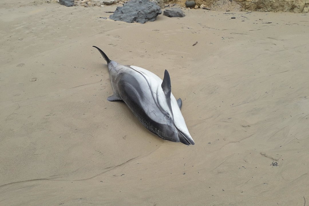 Imagen de archivo de un delfín muerto en una playa. FOTO: LA 7