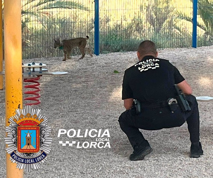 Hallan a uno de los cuatro linces liberados en Lorca en el interior del patio de una guardería de la localidad (foto: Policía Local de Lorca)