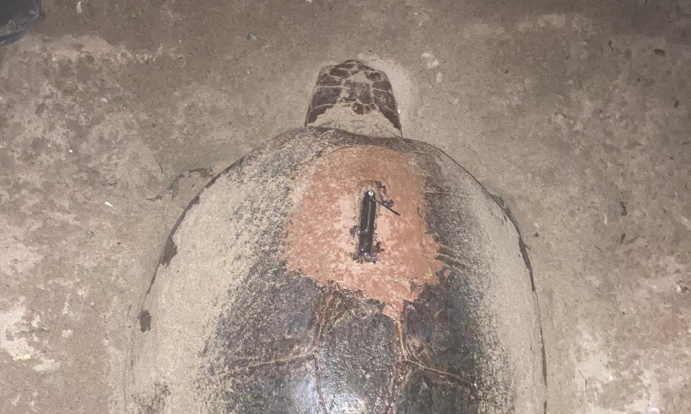 bobaLa tortuga boba identificada por 'Borgia' logró anidar con éxito en Isla Plana - GOBIERNO REGIONAL