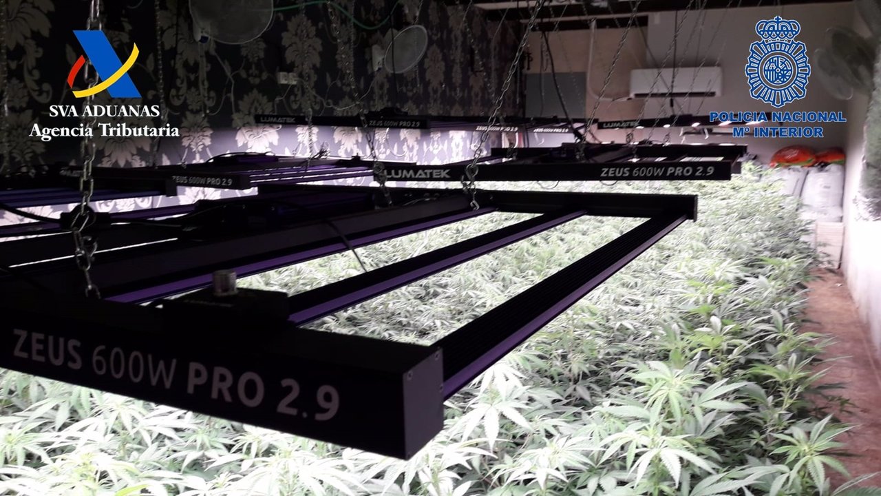 "Desmantelado un cultivo de marihuana oculto en una discoteca abandonada en un Polígono Industrial de Murcia" (foto: Policía Nacional)