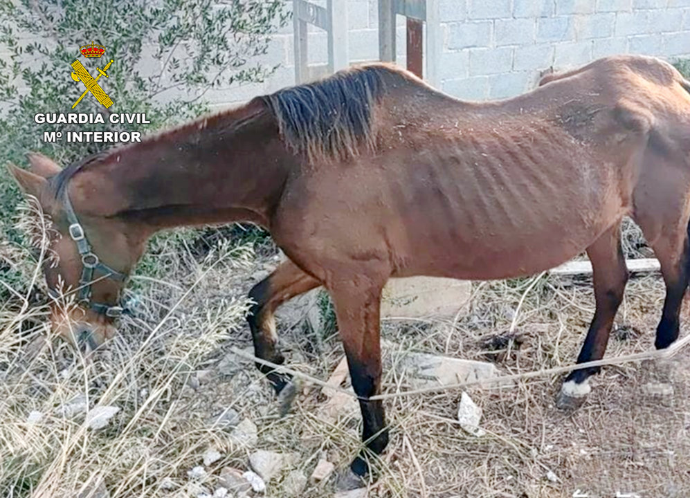 Un caballo en malas condiciones encontrado en Cartagena (foto: GC)