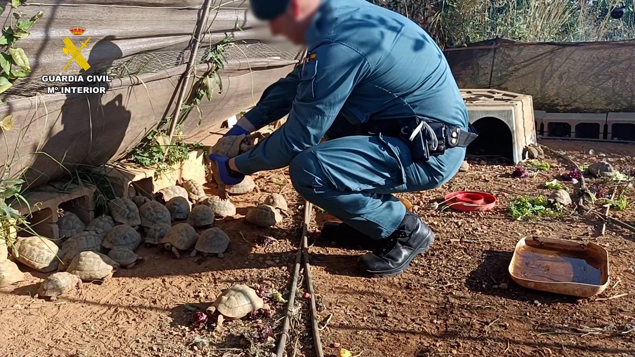 Investigan a un hombre por tener 229 tortugas protegidas sin documentación en Picassent (foto: GC)