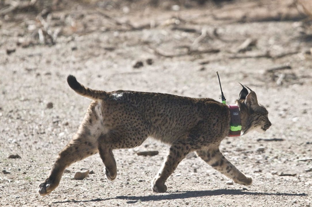 Lince ibérico 'Troncho'