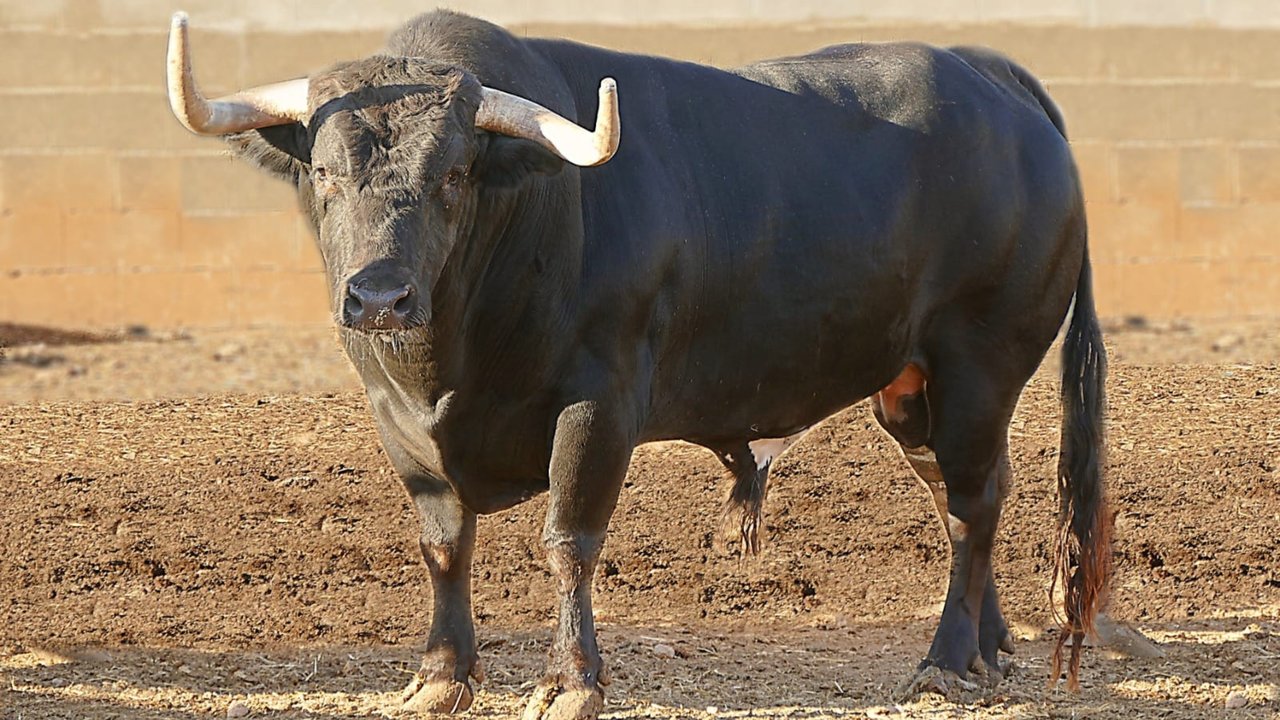 Toro de la ganadería 'La jotera'