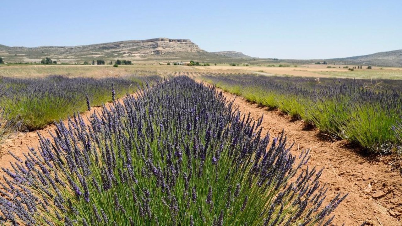 Cultivos de lavanda en el Noroeste de la Región de Murcia (foto: CARM)