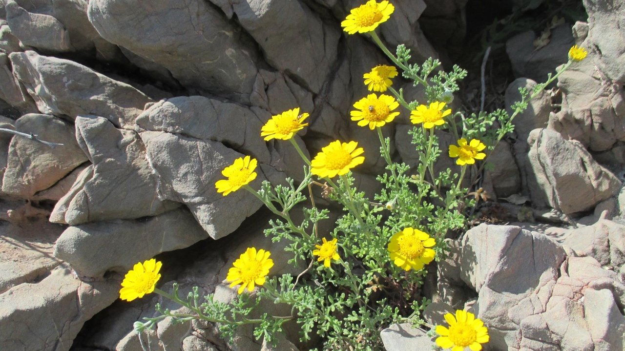 La manzanilla de Escombreras o anthemis chrysantha, especie considerada en 'Peligro de extinción' (foto: CARM)