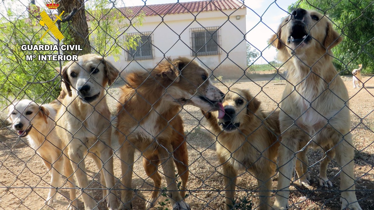 Animales rescatados (foto: GC)